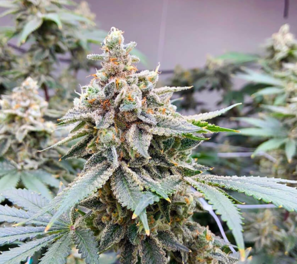 Bruce Banner Feminized Seeds - 10 Pack
