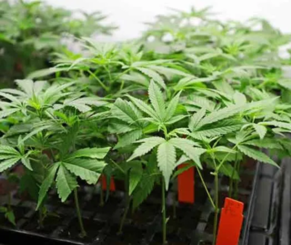 Gardener's Choice Clones - 5 Pack